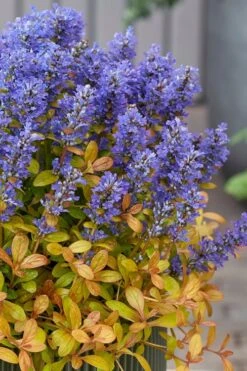 Fancy Finch Ajuga (Bugleweed) - 5 Pack Of Quart Pots 12 Fancy Finch Ajuga (Bugleweed) - 5 Pack Of Quart Pots -Green Haven Shop ajuga fancy finch 12