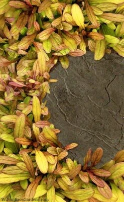 Fancy Finch Ajuga (Bugleweed) - 5 Pack Of Quart Pots 13 Fancy Finch Ajuga (Bugleweed) - 5 Pack Of Quart Pots -Green Haven Shop ajuga fancy finch 5