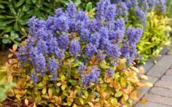 Fancy Finch Ajuga (Bugleweed) - 5 Pack Of Quart Pots 11 Fancy Finch Ajuga (Bugleweed) - 5 Pack Of Quart Pots -Green Haven Shop ajuga fancy finch 7