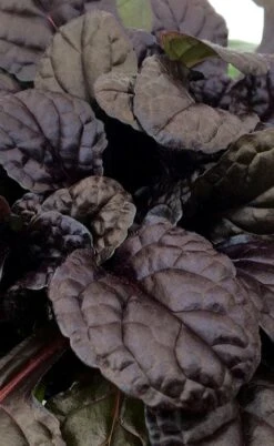 Fierce Falcon Ajuga (Bugleweed) - 5 Pack Of Quart Pots -Green Haven Shop ajuga fierce falcon 3