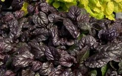 Fierce Falcon Ajuga (Bugleweed) - 5 Pack Of Quart Pots -Green Haven Shop ajuga fierce falcon 4