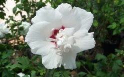 Morning Star Rose Of Sharon (Single Trunk Tree) - 7 Gallon Pot (3-4') -Green Haven Shop altheamorningstar