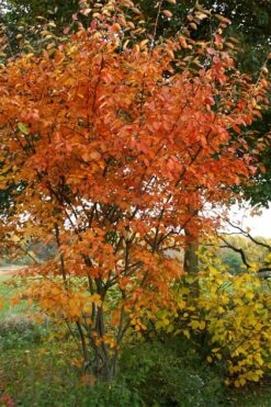 Shadblow Serviceberry Tree (Amelanchier Canadensis) - 5 Gallon Pot -Green Haven Shop amelanchier arborea shadblow serviceberry fall foliage