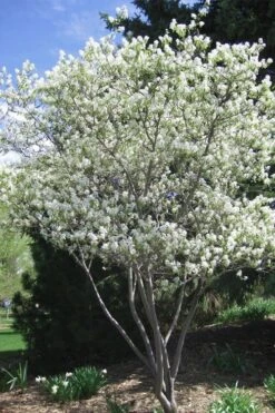 Shadblow Serviceberry Tree (Amelanchier Canadensis) - 5 Gallon Pot -Green Haven Shop amelanchier arborea shadblow serviceberry tree 2