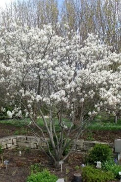Shadblow Serviceberry Tree (Amelanchier Canadensis) - 5 Gallon Pot -Green Haven Shop amelanchier arborea shadblow serviceberry tree 3