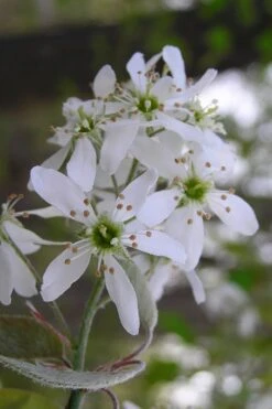Autumn Brilliance Serviceberry Tree - 1 Gallon Pot -Green Haven Shop amelanchier grandiflora autumn brilliance serviceberry 1