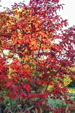 Autumn Brilliance Serviceberry Tree - 1 Gallon Pot -Green Haven Shop amelanchier grandiflora autumn brilliance serviceberry 3