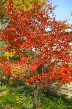 New Products 11 Autumn Brilliance Serviceberry Tree - 1 Gallon Pot