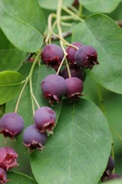 Autumn Brilliance Serviceberry Tree - 1 Gallon Pot -Green Haven Shop amelanchier grandiflora autumn brilliance serviceberry 8