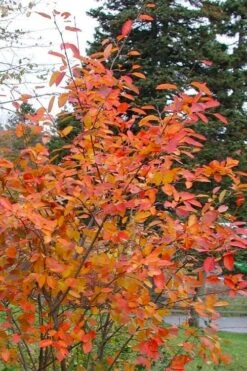 Allegheny Serviceberry Tree (Amelanchier Laevis) - 3 Gallon Pot 13 Allegheny Serviceberry Tree (Amelanchier Laevis) - 3 Gallon Pot -Green Haven Shop amelanchier laevis allegheny serviceberry 2