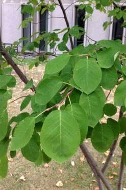 Allegheny Serviceberry Tree (Amelanchier Laevis) - 3 Gallon Pot 14 Allegheny Serviceberry Tree (Amelanchier Laevis) - 3 Gallon Pot -Green Haven Shop amelanchier laevis allegheny serviceberry 4