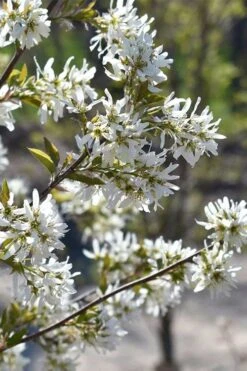 Allegheny Serviceberry Tree (Amelanchier Laevis) - 3 Gallon Pot 11 Allegheny Serviceberry Tree (Amelanchier Laevis) - 3 Gallon Pot -Green Haven Shop amelanchier laevis allegheny serviceberry 6