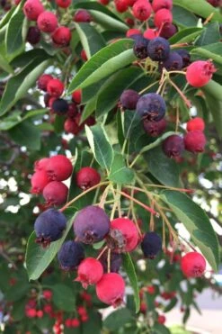 Allegheny Serviceberry Tree (Amelanchier Laevis) - 3 Gallon Pot 12 Allegheny Serviceberry Tree (Amelanchier Laevis) - 3 Gallon Pot -Green Haven Shop amelanchier laevis allegheny serviceberry 8