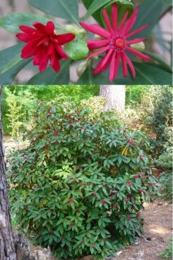 Florida Anise - Illicium Floridanum - 6 Pack Of 1 Gallon Pots -Green Haven Shop anise florida illicium floridanum 500x750 1