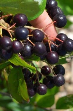 Autumn Magic Aronia (Black Chokeberry) - 3 Gallon Pot -Green Haven Shop aronia melanocarpa autumn magic black chokeberry 2