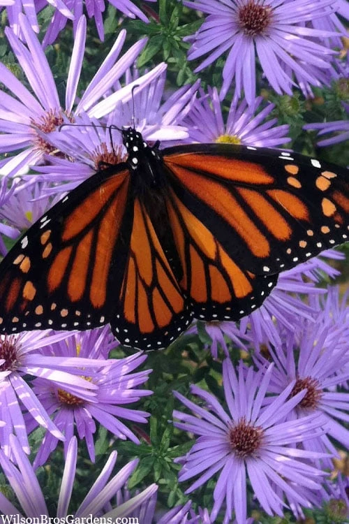 Raydon's Favorite Aromatic Aster (Aster Oblongifolius) - 1 Gallon Pot 5 Raydon's Favorite Aromatic Aster (Aster Oblongifolius) - 1 Gallon Pot - Image 5