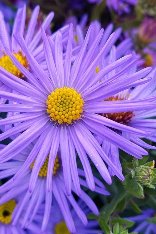 Raydon's Favorite Aromatic Aster (Aster Oblongifolius) - 1 Gallon Pot 1 Raydon's Favorite Aromatic Aster (Aster Oblongifolius) - 1 Gallon Pot