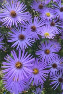 Raydon's Favorite Aromatic Aster (Aster Oblongifolius) - 1 Gallon Pot 15 Raydon's Favorite Aromatic Aster (Aster Oblongifolius) - 1 Gallon Pot -Green Haven Shop aster oblongifolium raydons favorite 4