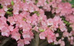 Amy Azalea - 3 Gallon Pot -Green Haven Shop azalea amy 8