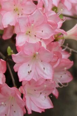 Amy Azalea - 3 Gallon Pot -Green Haven Shop azalea amy 9