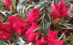 Arctic Rose Azalea - 3 Gallon Pot -Green Haven Shop azalea arctic rose 4