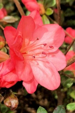 Blaauw's Pink Azalea - 3 Gallon Pot -Green Haven Shop azalea blaauws pink 10