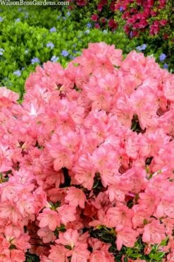 Blaauw's Pink Azalea - 3 Gallon Pot -Green Haven Shop azalea blaauws pink 4