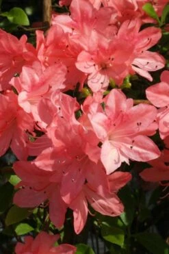 Blaauw's Pink Azalea - 3 Gallon Pot -Green Haven Shop azalea blaauws pink 6