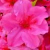 Pink Explosion Bloom 'N Again Azalea - 2 Gallon Pot