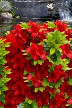 Buccaneer Red Azalea (Glenn Dale Hydrid) - 2 Gallon Pot -Green Haven Shop azalea buccaneer 2