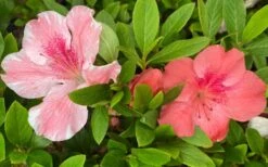 Lady Cavendish Azalea - 1 Gallon Pot -Green Haven Shop azalea cavendish 2