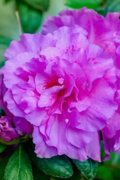 Autumn Majesty Encore Azalea - 3 Gallon Pot -Green Haven Shop azalea encore autumn majesty 12