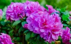 Autumn Majesty Encore Azalea - 3 Gallon Pot -Green Haven Shop azalea encore autumn majesty 13