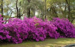 Formosa Southern Indica Azalea - 3 Gallon Pot -Green Haven Shop azalea formosa hedge 2