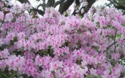 George L. Taber Southern Indica Azalea - 3 Gallon Pot -Green Haven Shop azalea george taber 10 2