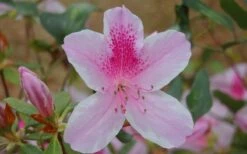 George L. Taber Southern Indica Azalea - 3 Gallon Pot -Green Haven Shop azalea george taber 13 2