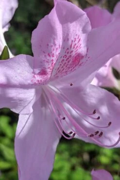 Gulf Pride Fragrant Southern Indica Azalea - 1 Gallon Pot -Green Haven Shop azalea gulf pride 5