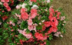 Hilda Niblett Azalea - 1 Gallon Pot -Green Haven Shop azalea hilda niblet flowers 1