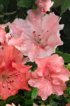 Hilda Niblett Azalea - 2 Gallon Pot