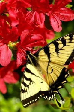 Midnight Flare Azalea - 3 Gallon Pot -Green Haven Shop azalea midnight flare 20 1