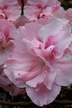 Nancy Of Robin Hill Azalea - 2 Gallon Pot -Green Haven Shop azalea nancy at robin hill 1