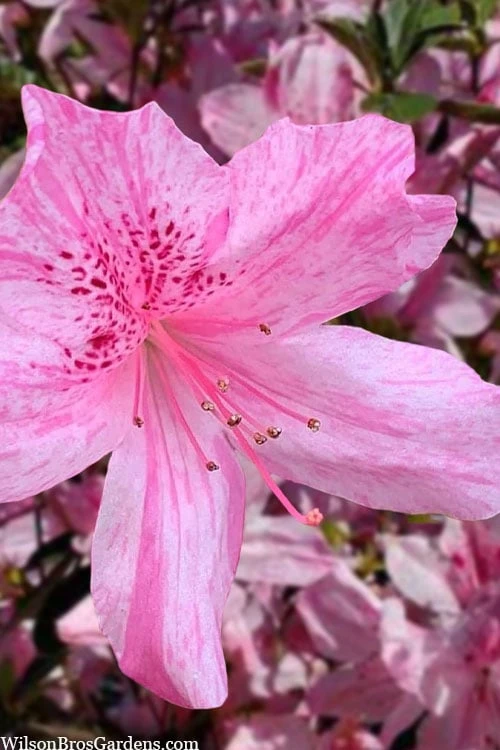 Northlake Beauty Azalea - 6 Pack Of 1 Gallon Pots 1 Northlake Beauty Azalea - 6 Pack Of 1 Gallon Pots