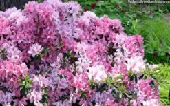 Northlake Beauty Azalea - 1 Gallon Pot 7 Northlake Beauty Azalea - 1 Gallon Pot -Green Haven Shop azalea northlake beauty 13