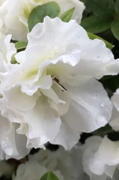 Perfecto Mundo Double White Reblooming Azalea - 3 Gallon Pot -Green Haven Shop azalea perfecto mondo double white 1