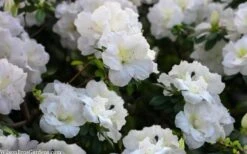 Perfecto Mundo Double White Reblooming Azalea - 3 Gallon Pot -Green Haven Shop azalea perfecto mondo double white 2