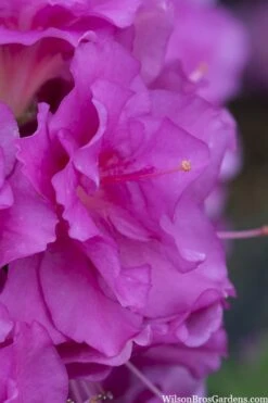 Perfecto Mundo Double Purple Reblooming Azalea - 1 Gallon Pot -Green Haven Shop azalea perfecto mondo double20purple 1 2