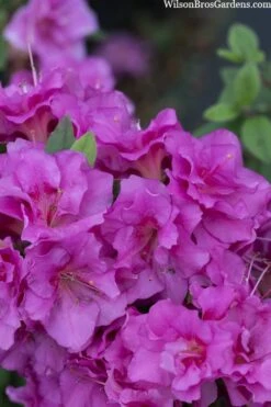 Perfecto Mundo Double Purple Reblooming Azalea - 2 Gallon Pot -Green Haven Shop azalea perfecto mondo double20purple 3 3