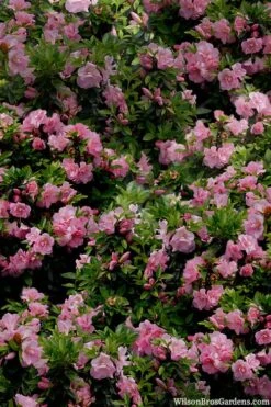 Perfecto Mundo Double Pink Reblooming Azalea - 2 Gallon Pot -Green Haven Shop azalea perfecto mundo double pink 1 1