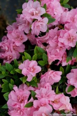 Perfecto Mundo Double Pink Reblooming Azalea - 3 Gallon Pot -Green Haven Shop azalea perfecto mundo double pink 2