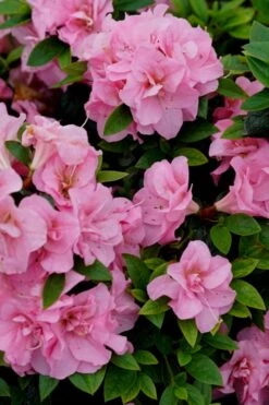 Perfecto Mundo Double Pink Reblooming Azalea - 2 Gallon Pot -Green Haven Shop azalea perfecto mundo double pink 4